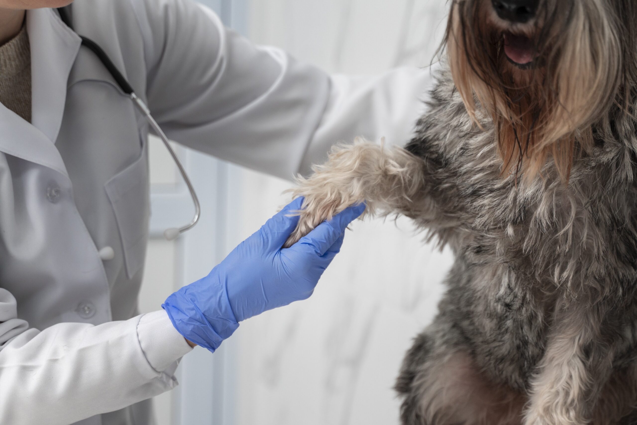 campanha de doação de sangue animal